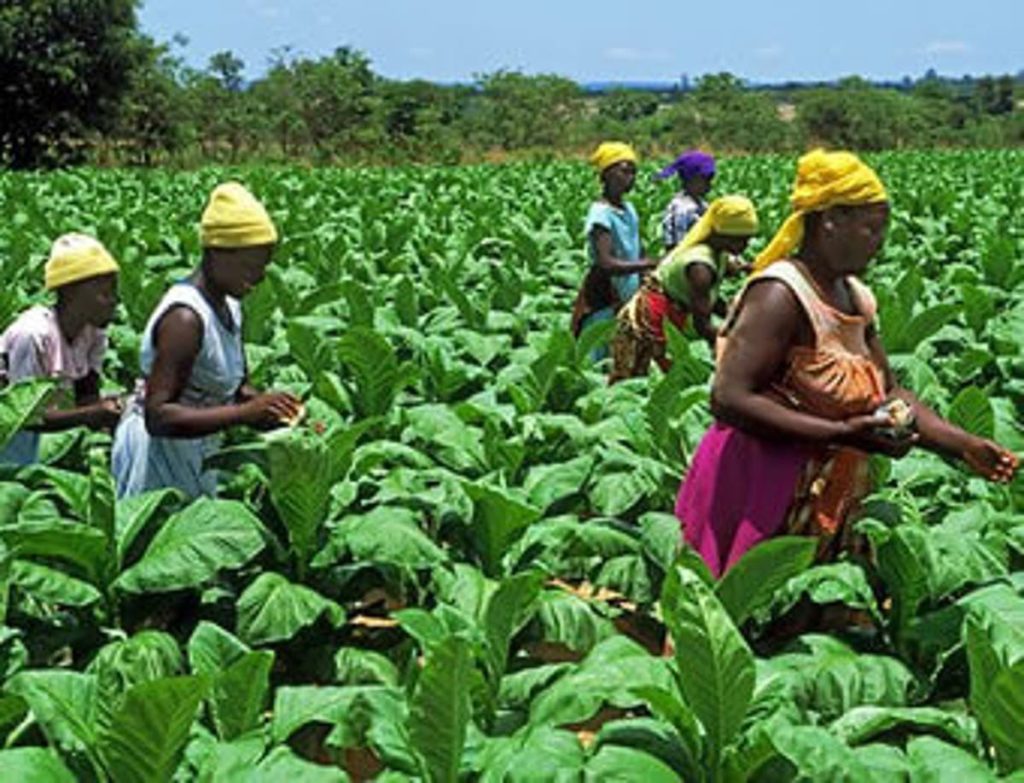 Expert Laments Smallholder Farmers’ Inability To Access CBN Intervention In Edo