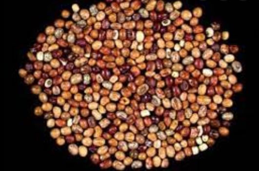 Experts Identify African Yam Bean As Solution To Nigeria’s Malnutrition
