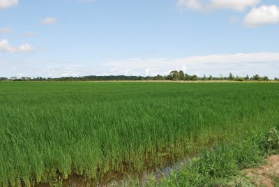 FG distributes rice seedling, inputs to Ebonyi farmers