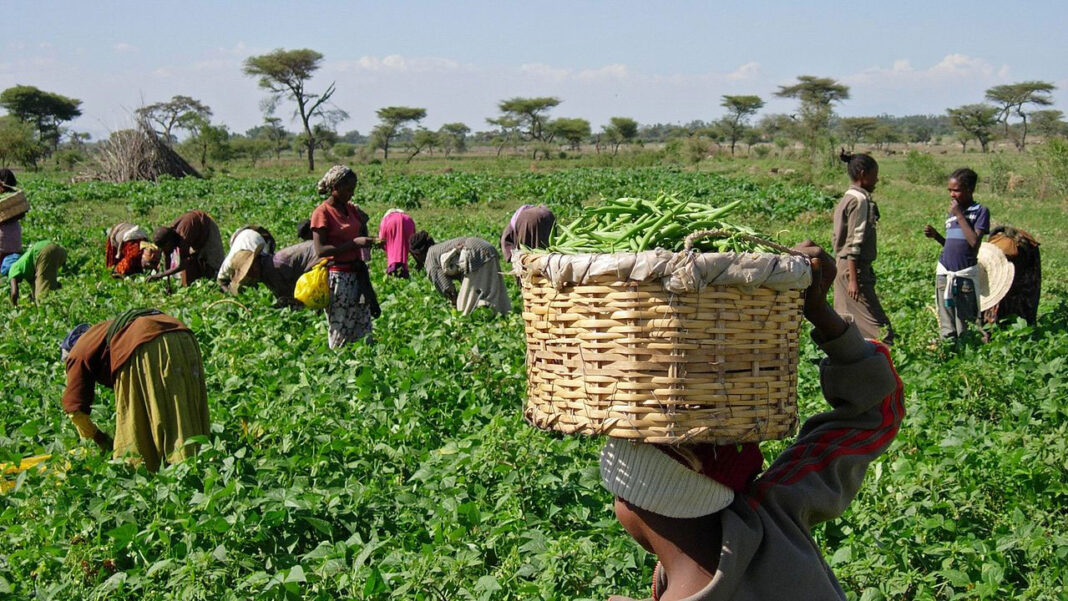 Food production receives boost  in Enugu, says IFAD