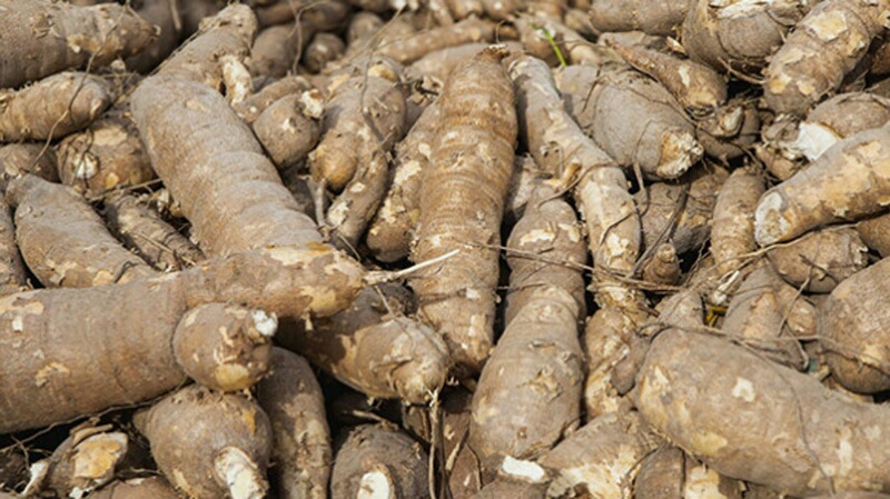 INFOGRAPHICS: Despite huge spending over decades, Nigeria unable to produce enough cassava