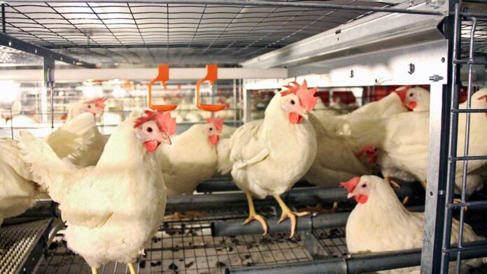 NALDA, Abia seal pact on rehabilitation of poultry farm estate NALDA, Abia seal pact on rehabilitation of poultry farm estate