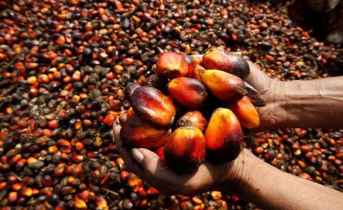 NPPAN Seeks Partnership In Distribution Of 10 million Oil Palm Seedlings