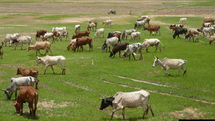 Nigerians advocate private sector-led cattle ranches, feedlots