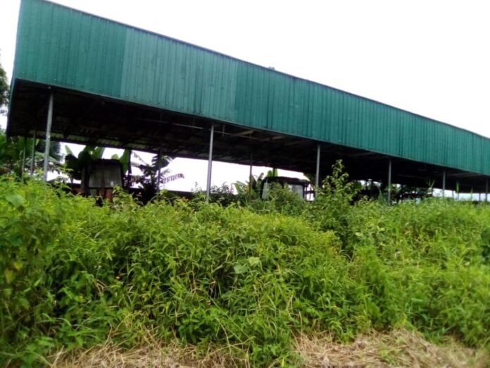 Why Bayelsa Cassava Starch Processing Factory Yet To Commence Operations – Agric Commissioner