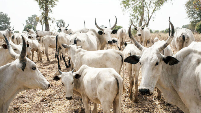 Yobe to generate N1.132b revenue from livestock tax