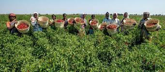 2022 Agricultural Budget-Stakeholders Decries Poor Access To Credit And Financial Services By Small Farmers