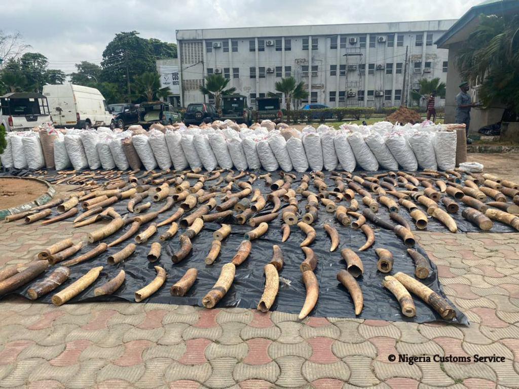 Again, Nigeria Customs intercepts huge haul of pangolin scales