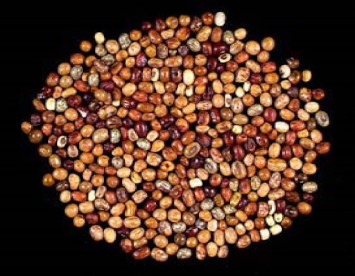 Experts identify African Yam Bean as panacea to malnutrition
