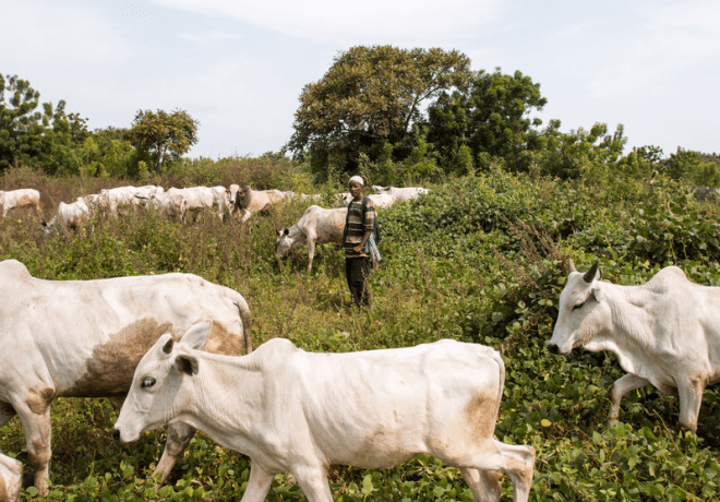 FG Launches National Livestock Transformation Plan In Nasarawa