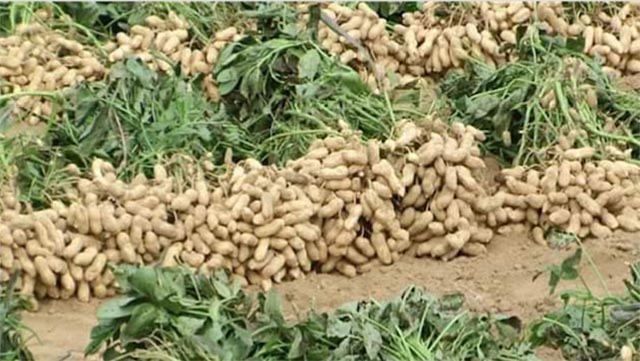 FG moves to return groundnut value chain to international market