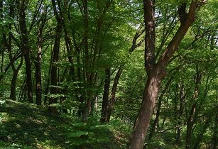 Thick forestation