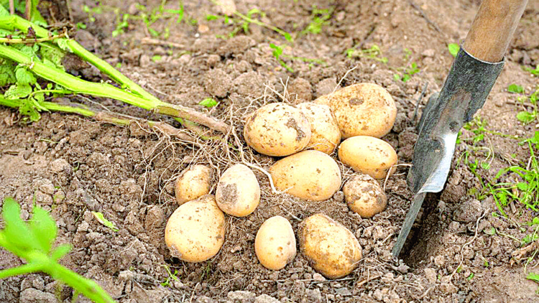 Why Irish potato production remains low in Nigeria