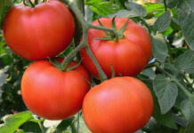 Agro-allied firm supports FG’s initiative on localise tomato drive Agro-allied firm supports FG’s initiative on localise tomato drive