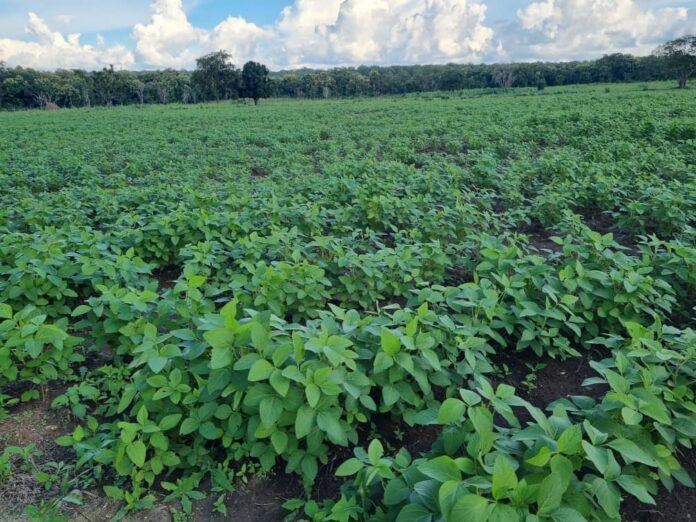INVESTIGATION: Nigeria’s first green bond-financed project falls flat with N30 million lost