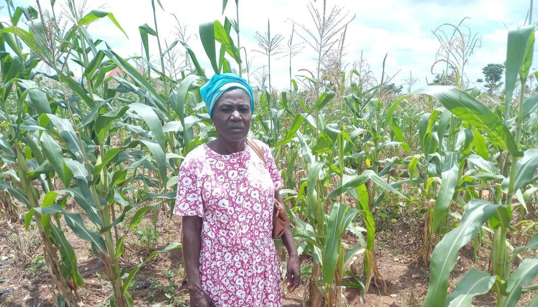 Women in Agriculture: How herders destroyed my farm for years — Farmer